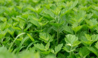 艾草为啥不能种在家里 艾草种子种植方法