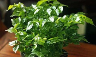 室内幸福树怎么养才能更旺盛（室内幸福树浇水的正确方法）