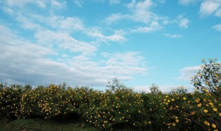 天空歌词 王菲天空歌词