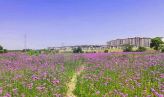 五月的花海歌词 五月的花海歌词完整版