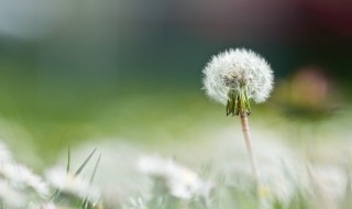 蒲公英花能吃吗（蒲公英花能吃吗有毒吗）