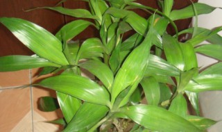 水养富贵竹发黄怎么办（水养富贵竹发黄的原因及解决方法）