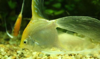 金鱼的记忆真的只有7秒吗（金鱼的记忆真的只有7秒吗视频）