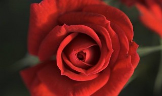 红玫瑰代表什么 红玫瑰代表什么意思