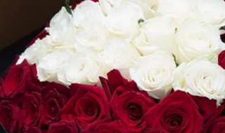 玫瑰花朵数的含义 几朵玫瑰花代表的含义