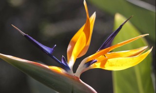 天堂鸟花怎么养（为什么家里不能养天堂鸟）