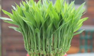 搬家送什么花寓意好（搬家送花一般送什么花束）