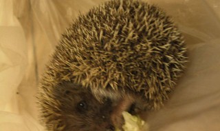 刺猬怎么养（刺猬怎么养 野生 捡到）
