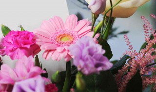 道歉送什么花合适（代表道歉的花有哪些）