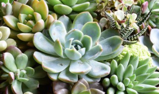 新手养多肉怎么养（新手养多肉怎么养好）