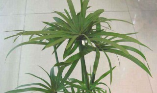 水竹怎么养才长得好 富贵竹怎么养才能更旺盛