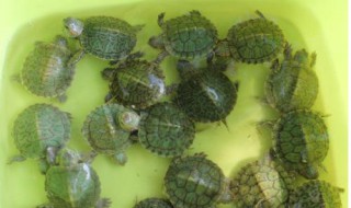 小乌龟龟苗怎么养 乌龟小苗子怎么养