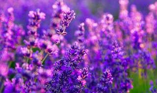 代表友谊送什么花 送闺蜜什么花比较好