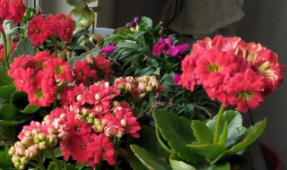 长辈生日送花送什么花 父亲过生日送什么花