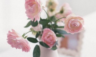 粉玫瑰代表什么（粉玫瑰代表什么意思）