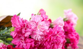 妈妈过生日应该送什么花（妈妈过生日应该送什么花?）