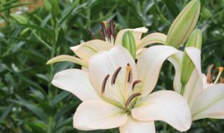 送病人送什么花好 送病人送什么花好 多少朵好