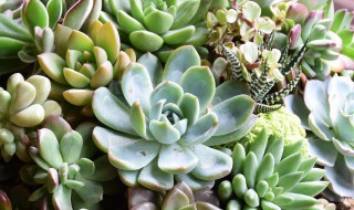 多肉怎么样养才能爆盆呢（多肉怎么样养才能爆盆呢图片）