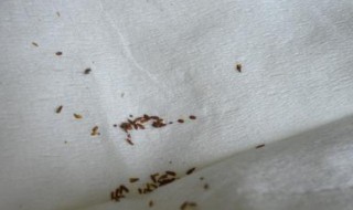 书虱怎样彻底清除（书虱最怕3个克星）