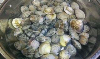 怎样让花甲快速吐沙 花甲用什么吐沙