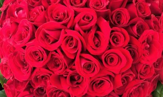 收到的玫瑰花束怎么养（买来的玫瑰花束怎样养久一点）