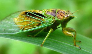 知了和蝉的区别（知了和蝉的区别百度百科）