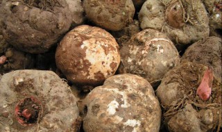 储藏魔芋种不烂用什么方法 魔芋种子储藏技术