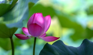 保护花的方法是什么（用什么方法保护花草树木）