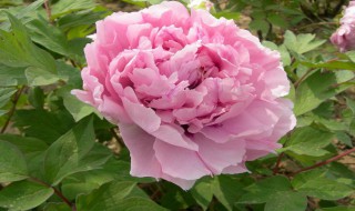 矮牡丹的养殖方法 矮牡丹的养殖方法视频