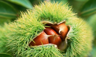 板栗的育苗方法 板栗的育苗方法视频