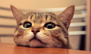 梦到被猫咬是什么意思 孕晚期梦到被猫咬是什么意思