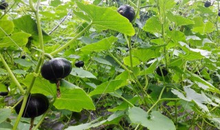 板栗南瓜怎么种植方法（板栗南瓜怎么种植方法和技术）