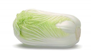 白菜怎么种植方法 白菜怎么种植方法视频