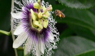 百香果授粉方法（百香果授粉方法和技术）