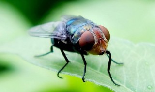 苍蝇多用什么方法消灭 家里苍蝇太多怎么消灭小妙招