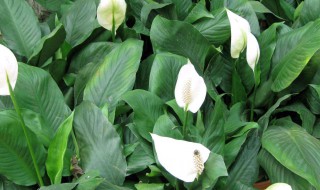 白掌的种植方法 白掌的种植方法和有什么用处