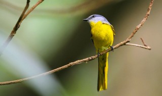 白玉鸟的饲养方法（白玉鸟的饲养方法大全）