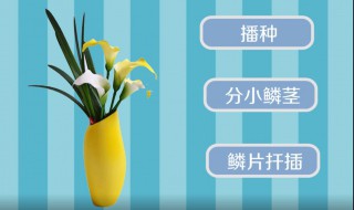 百合栽培技术方法（百合的栽培技术）