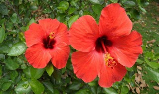 芙桑花怎么养殖方法（芙桑花什么时间修剪）