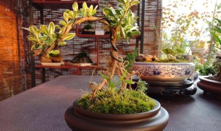 六月雪盆景的养殖方法（金边六月雪盆景的养殖方法）