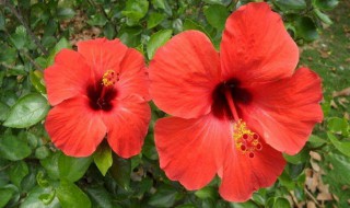 扶桑花的养殖方法和注意事项 扶桑花为什么叫死人花