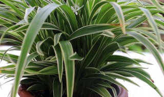 龙须树的养殖方法和注意事项 龙须树多久浇一次水