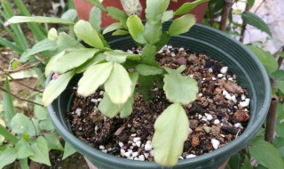 蟹爪兰的扦插方法（蟹爪兰叶子变薄变软了干巴巴怎么办）