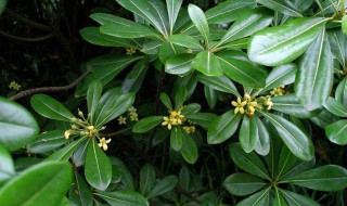 鸭脚木的养殖方法和注意事项（鸭脚木的寓意和象征风水）