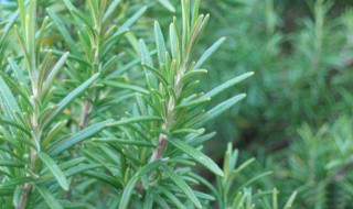 迷迭香的种植方法（迷迭香怎么种植方法）