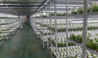 白芨培养基的制作方法 白芨培养基的制作方法及配方