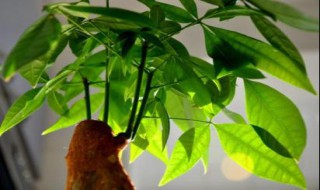 招财树的养殖方法和注意事项 招财树要怎么养才旺盛