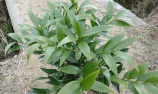 竹柏的养殖方法和注意事项 竹柏的寓意和象征