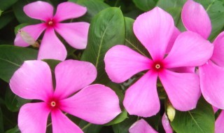 长春花的养殖方法和注意事项 长春花的功效与作用