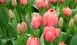 郁金香怎么养殖方法（郁金香怎么养殖方法土养）